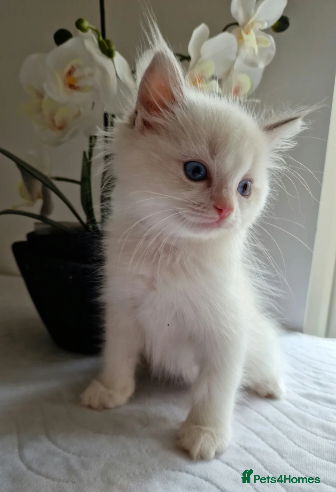 Ragdoll cats for sale: 💎 Elite Ragdoll Kittens  💎 - Advert 8