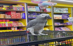 Parrots birds for sale: African Grey  - Image 2