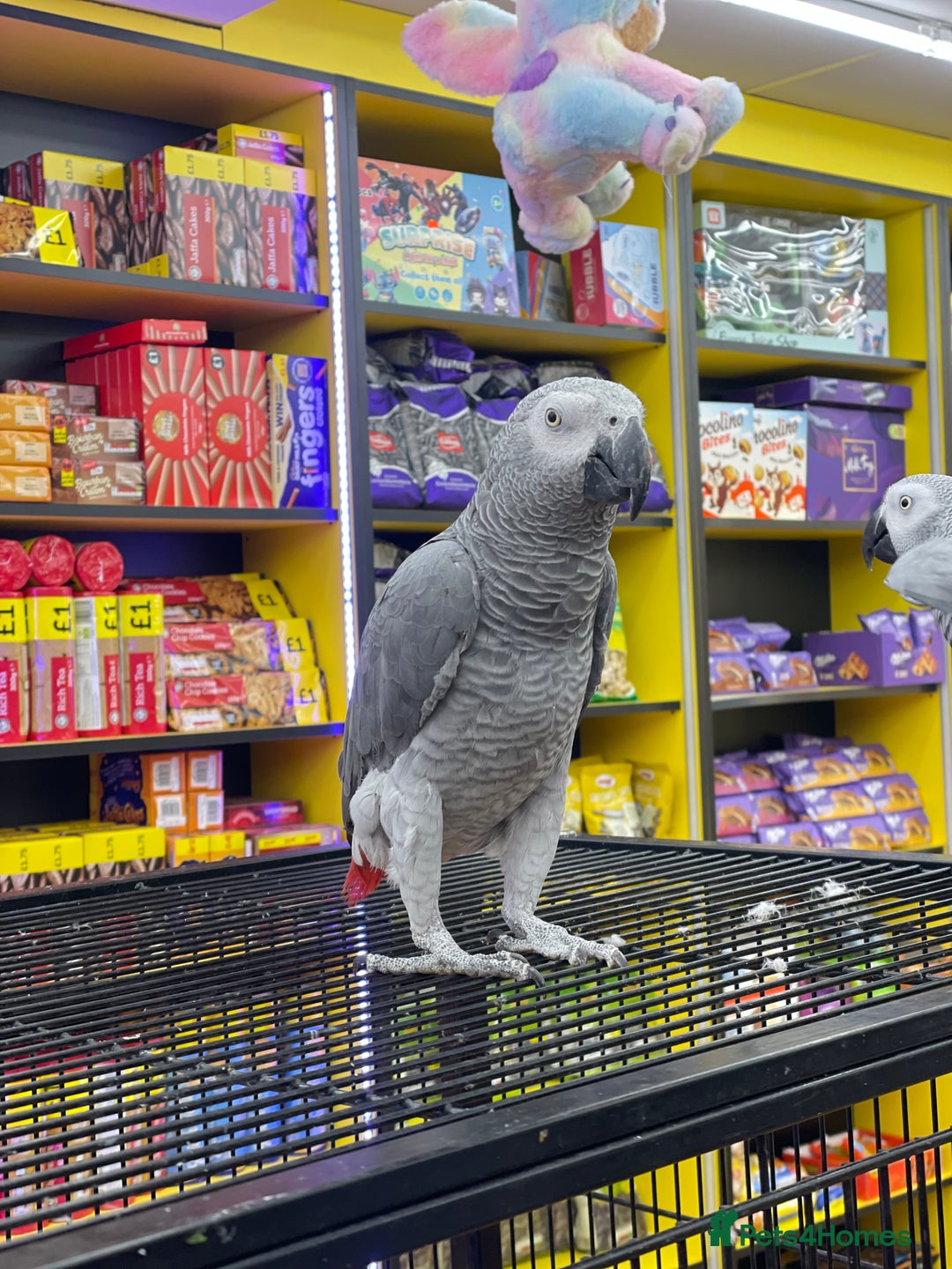 Parrots birds for sale: African Grey  - Image 2