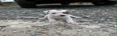 Spot