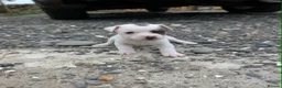 Jack Russell dogs for sale: Jack russell puppies in Newton Stewart - Advert 28