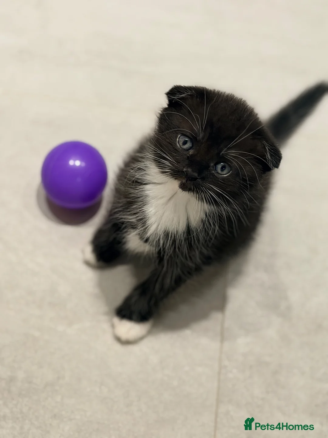 Scottish Fold cats for sale:  Scottish Fold kittens are looking for homes! in Derby - Advert 6