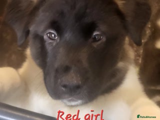 Akita dogs Ready to leave now. American Akita Puppies 🐾 - Advert 2