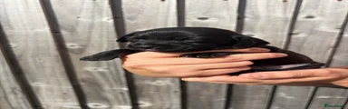 Pure solid black male 