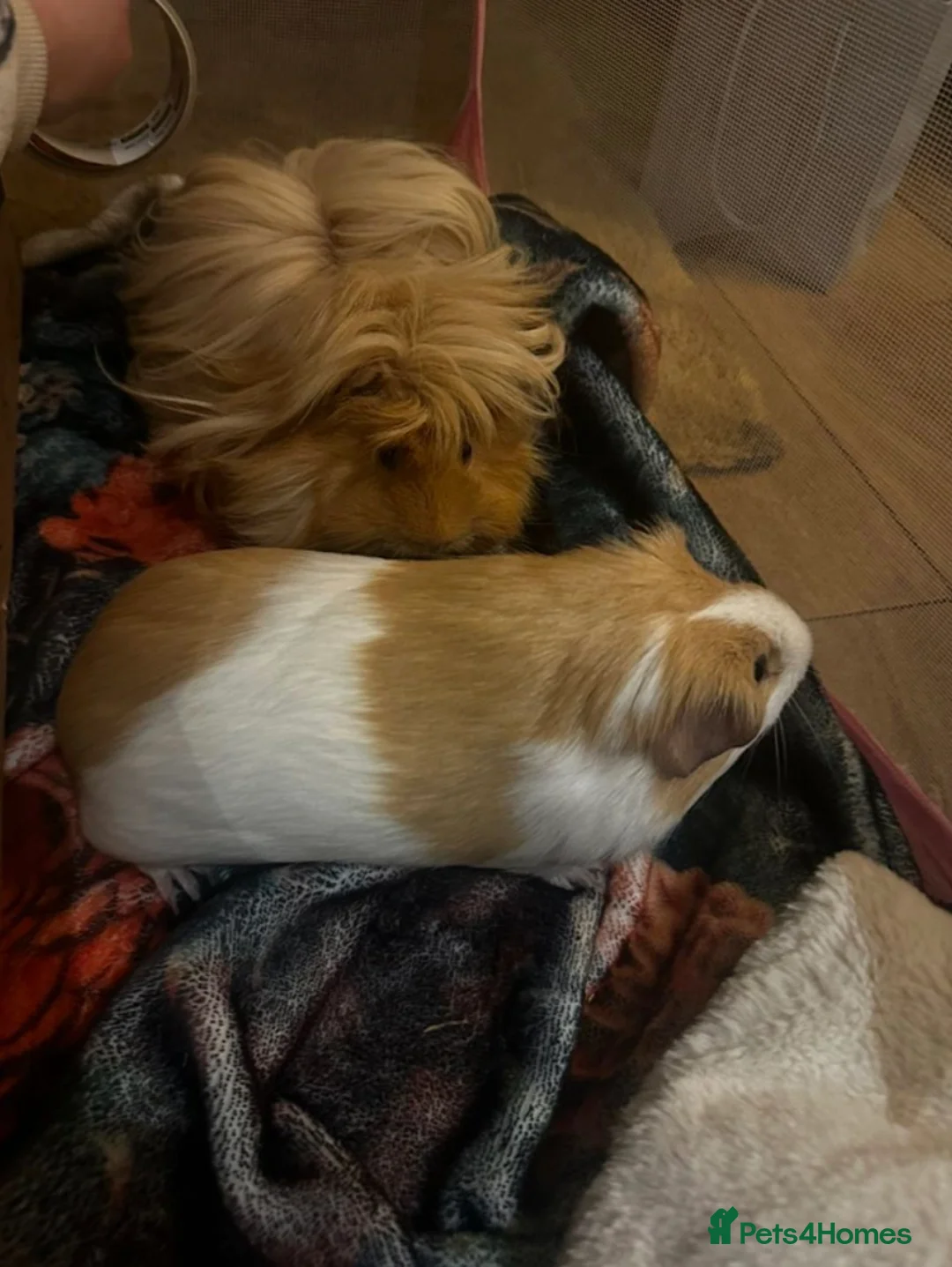 Guinea Pig rodents for sale: Lovely male pair with accessories  in King's Lynn - Advert 2