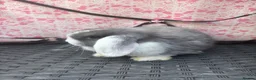 Mini Lop rabbits for sale: Ready to leave 8 week old baby mini lops in Frome - Advert 24