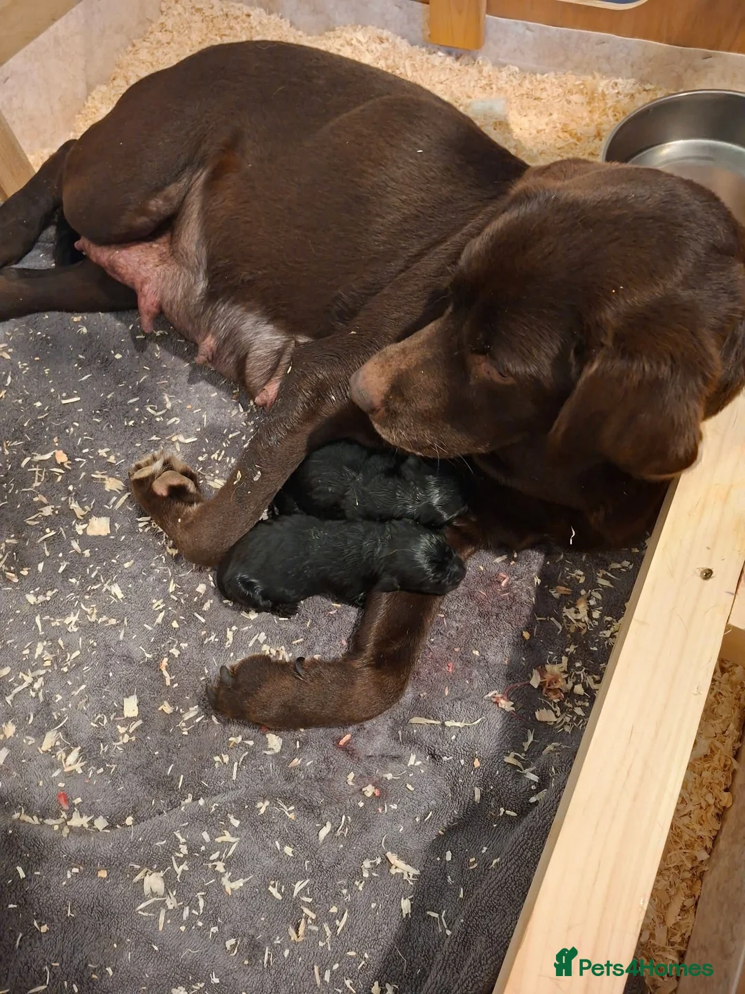 Labrador Retriever dogs for sale: Black Labradors 1 boy 3 girls  - Advert 13