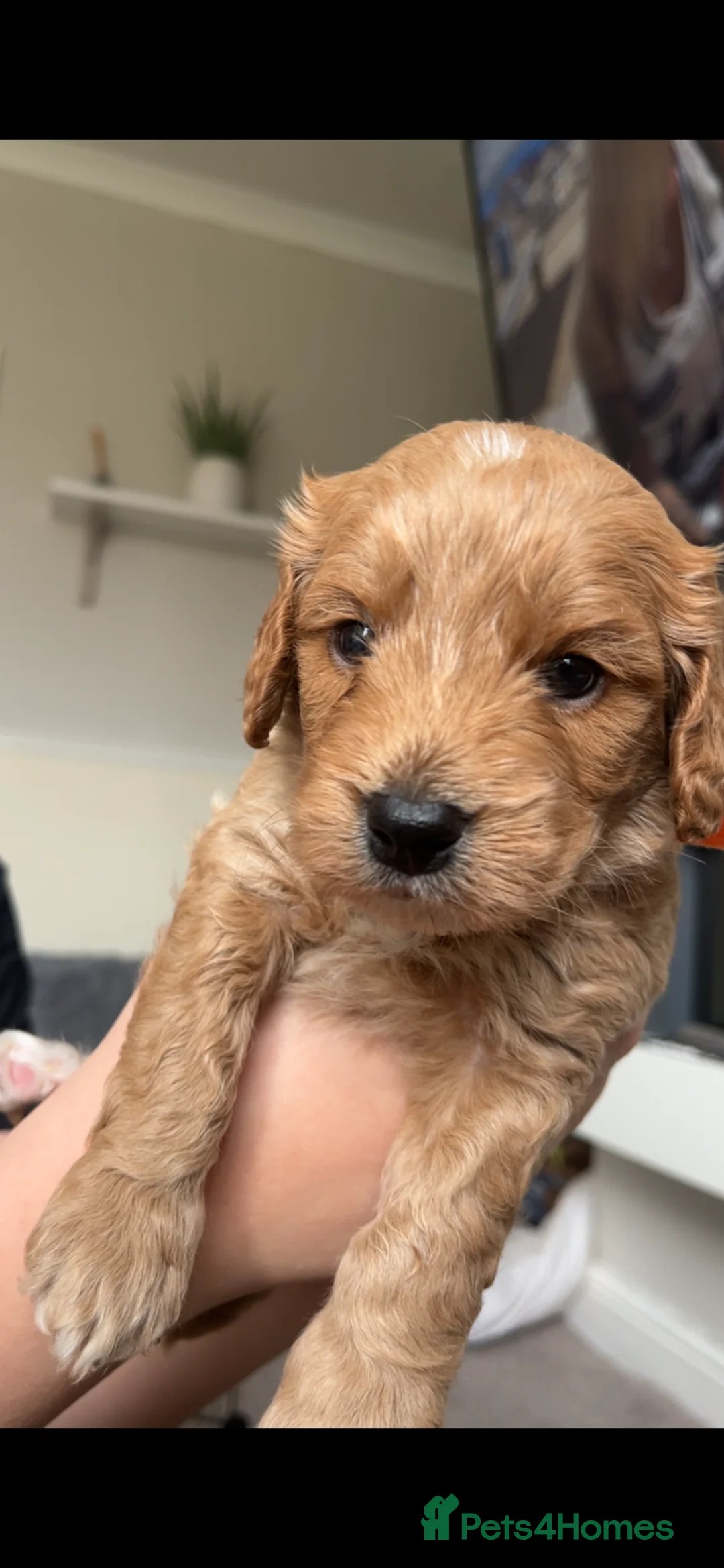 Cockapoo dogs for sale: Cockapoo puppy’s  in Sheffield - Advert 1