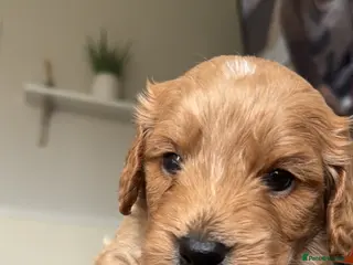 Cockapoo dogs Cockapoo puppy’s - Advert 1