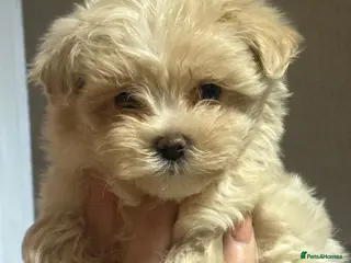 Maltipoo dogs 🤍 exquisite f1b Maltipoos exceptional quality 🤍 - Advert 2