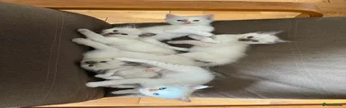 Ragdoll 3