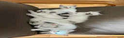 Ragdoll cats for sale: 🐾 Beautiful Ragdoll Kittens – 7 Available 🐾 - Advert 19