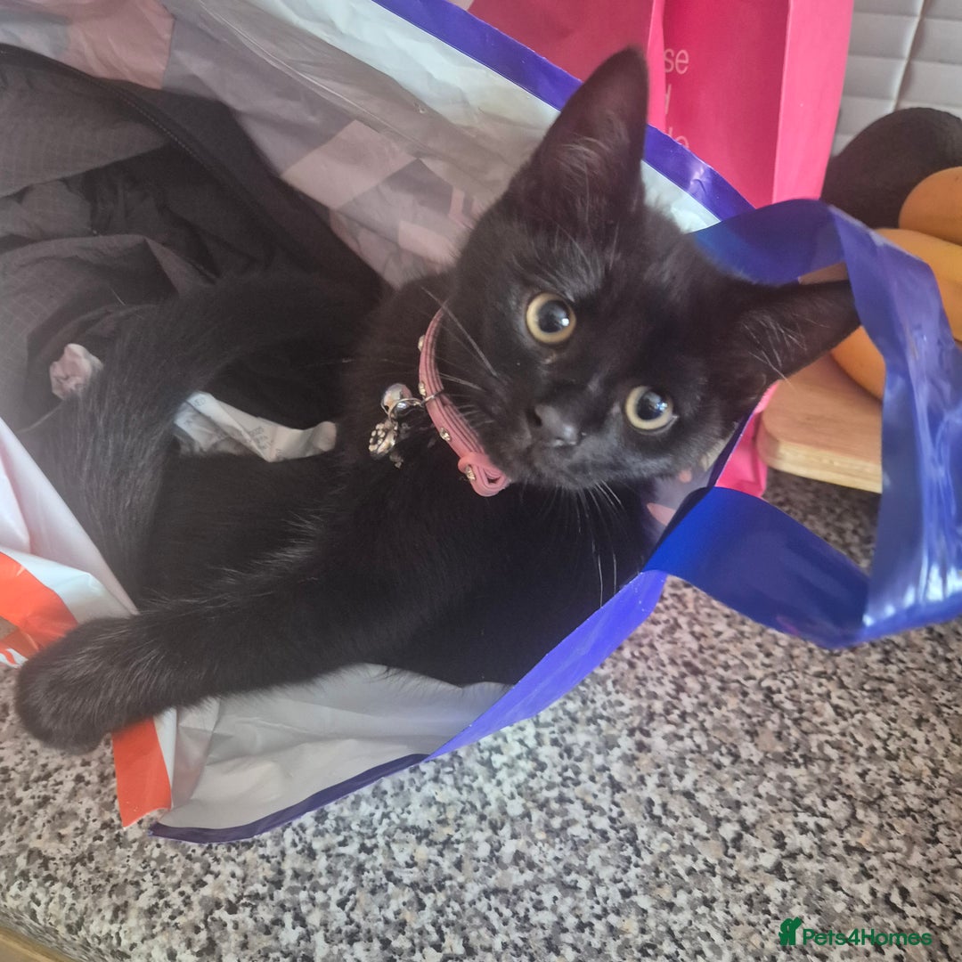 British Shorthair cats for sale: Cuddly black kitten  - Image 6