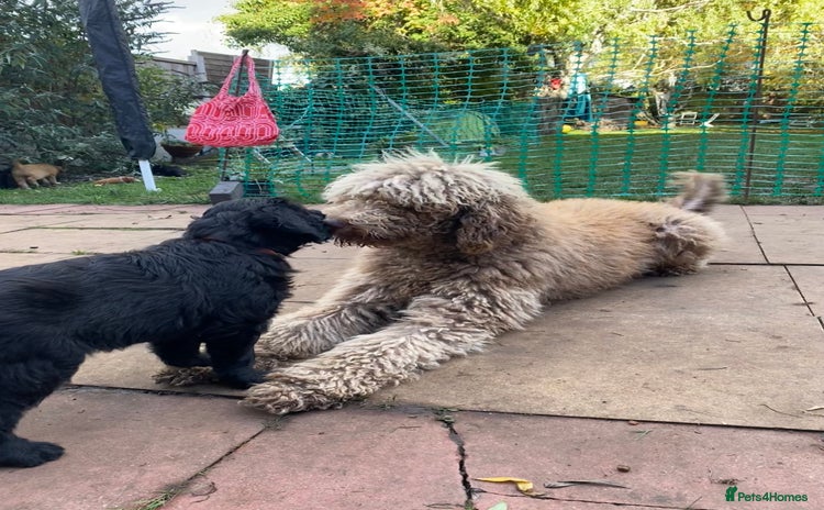 Goldendoodle dogs - Advert 1