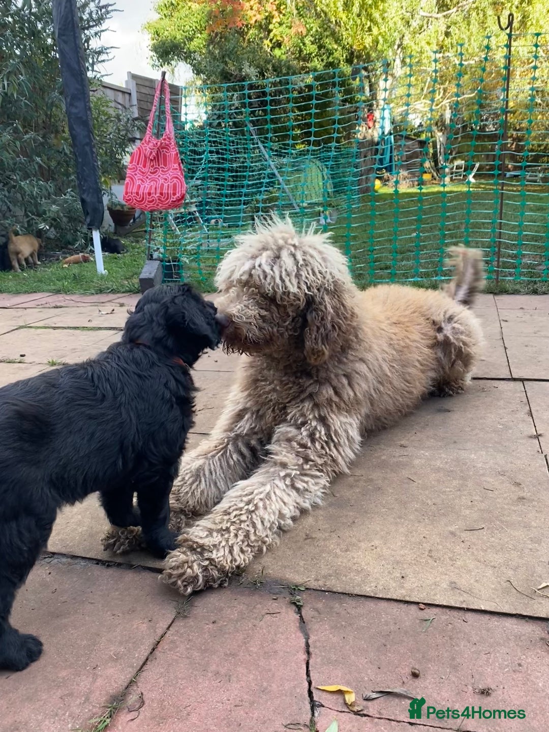 Goldendoodle dogs for sale: Black Phantom Goldendoodles Ready For A New Home! - Advert 6