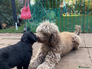 Goldendoodle dogs - Advert 4