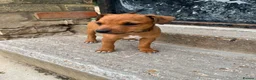 Mixed Breed dogs for sale: Jack Russell x Plummer puppies for sale - Advert 8
