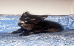 Mixed Breed cats for sale: 3 Lovely Kittens - Image 11