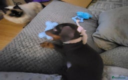 Miniature Dachshund dogs for stud: MINI DASCHUND FOR STUD - Advert 4