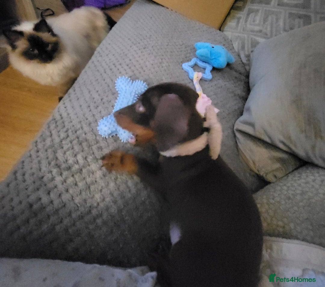 Miniature Dachshund dogs for stud: MINI DASCHUND FOR STUD - Advert 4