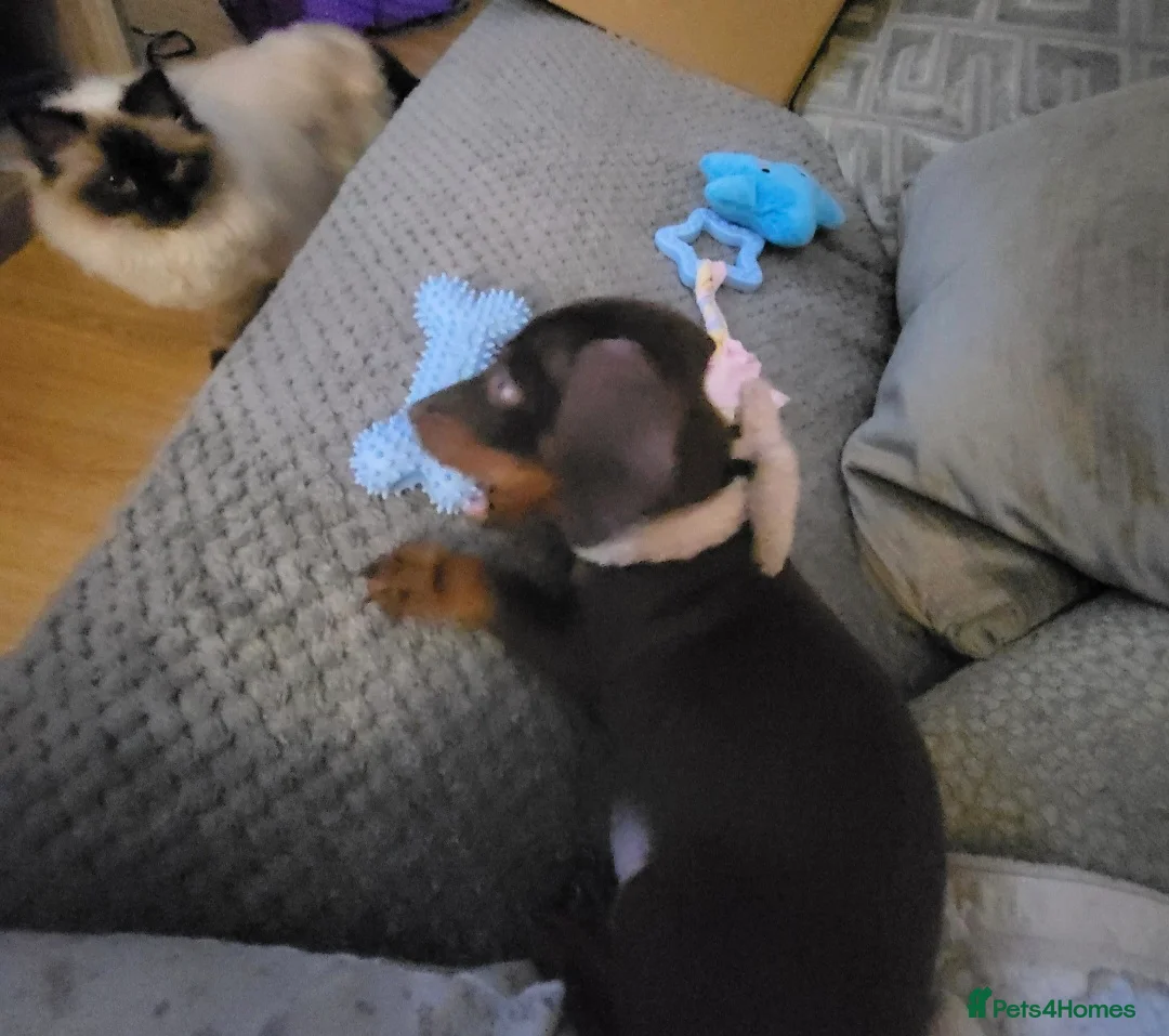 Miniature Dachshund dogs for stud: MINI DASCHUND FOR STUD - Advert 4