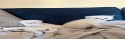 Scottish Fold cats for sale: Silver chinchilla Scottish folds  - Advert 3