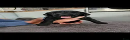 Mixed Breed dogs for sale: 9 beautiful Beagador/minituare poodle puppies - Advert 25