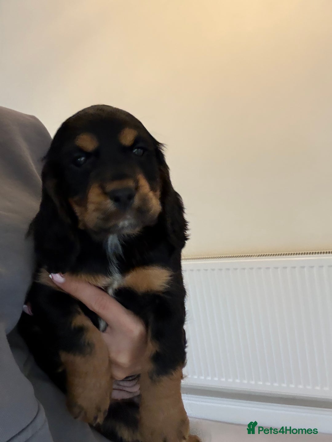 Cocker Spaniel dogs for sale: 2 girls left! Litter of 6 adorable kc reg puppies  - Advert 7