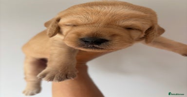 Labradoodle dogs - Advert 14