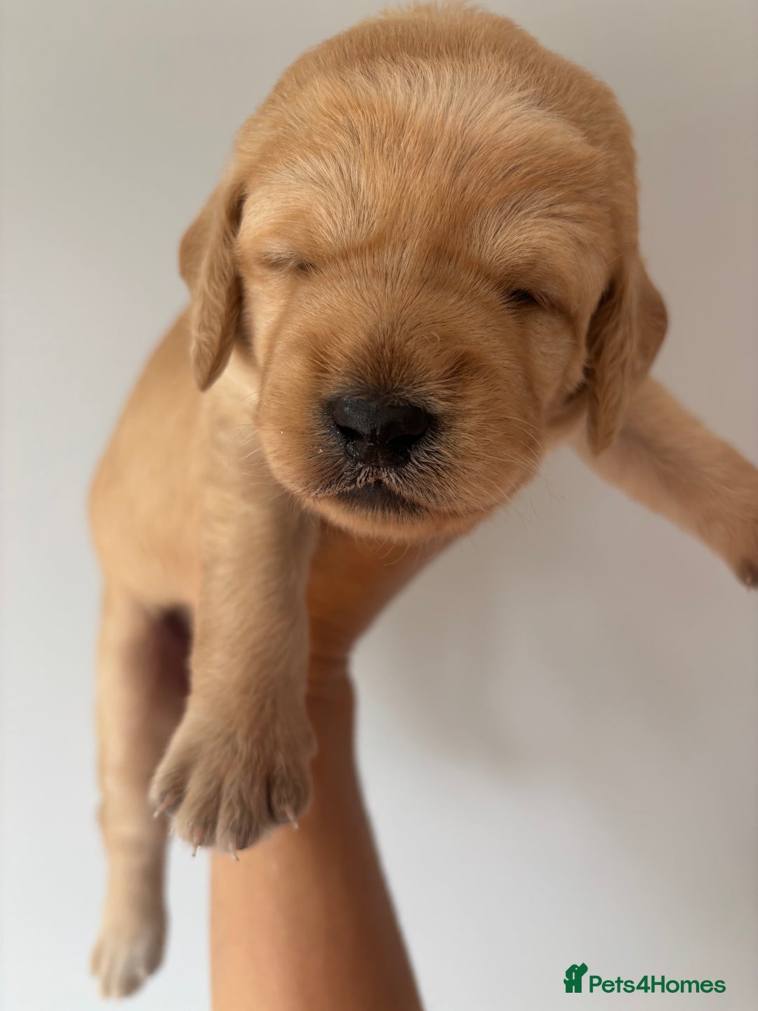 Labradoodle dogs for sale: F1 Labradoodles  - Image 5