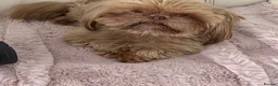 Shih Tzu dogs for sale: Imperial shin tzu - Advert 2