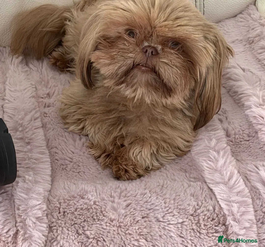 Shih Tzu dogs for sale: Imperial shin tzu - Advert 2