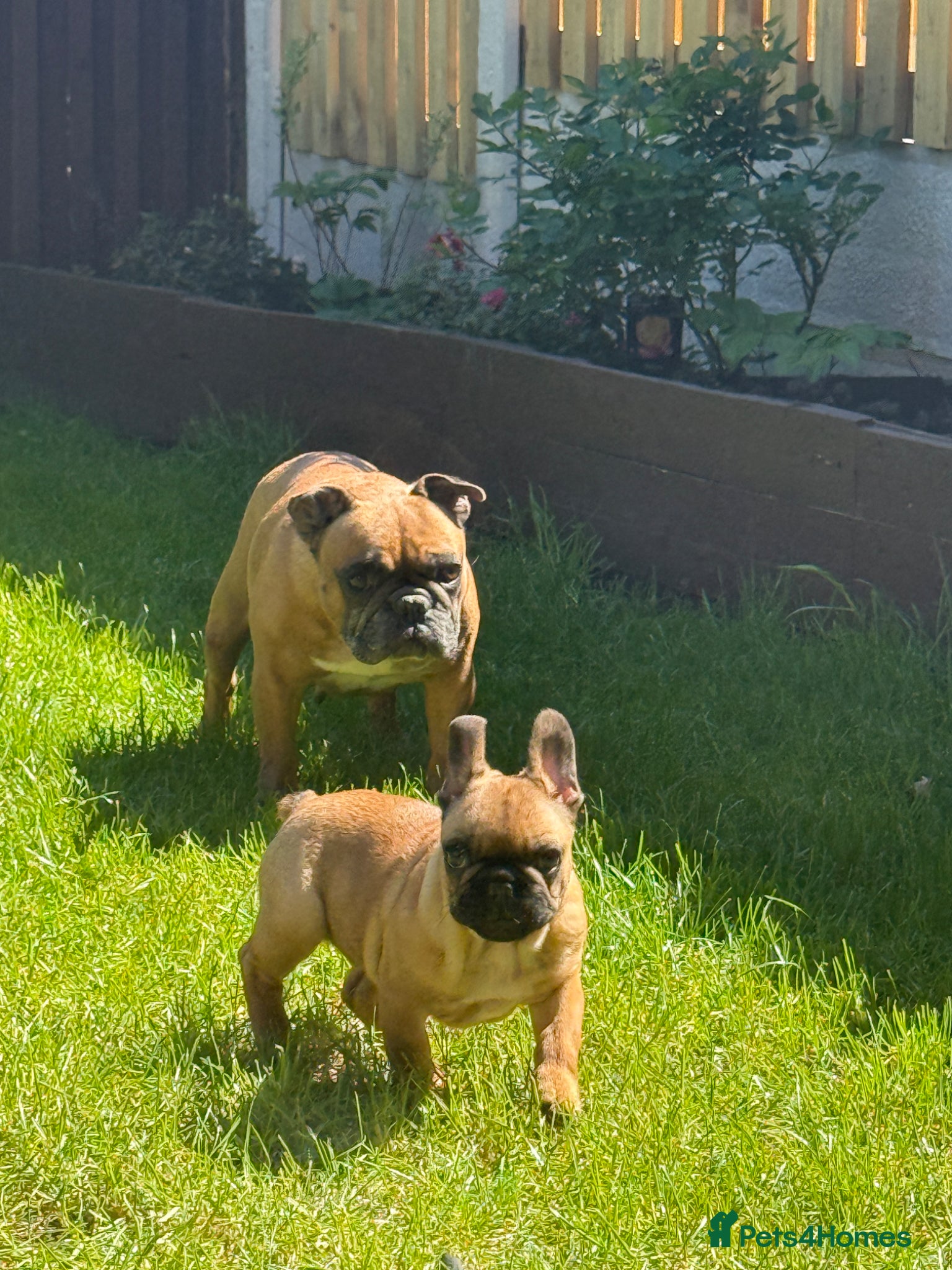 French Bulldog dogs Adorable French Bulldog Male Puppy for Sale - Advert 11