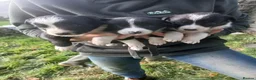 Border Collie dogs for sale: Beautiful litter of 10 Border collie puppies - Advert 2