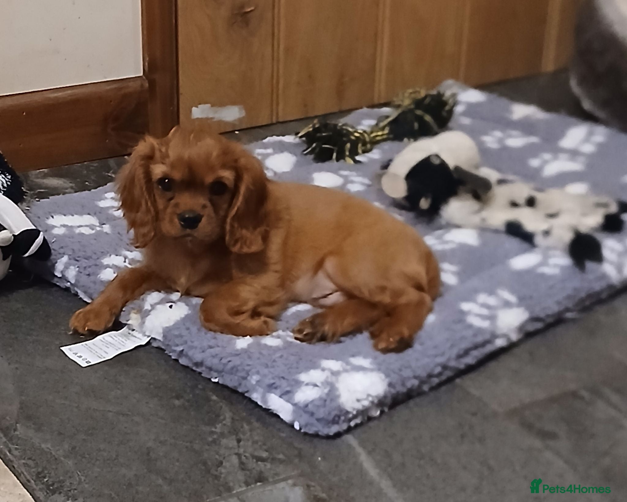 Cavalier King Charles Spaniel dogs  Health tested puppies ready now - Advert 1