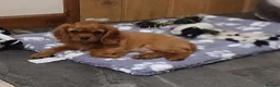 Cavalier King Charles Spaniel dogs for sale:  Health tested puppies ready now - Advert 1