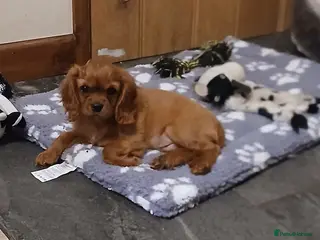 Cavalier King Charles Spaniel dogs Extensively tested fully vaccinated last boy - Advert 1