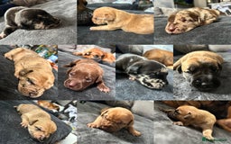 Mixed Breed dogs for sale: Mix breed Staff  - Advert 1