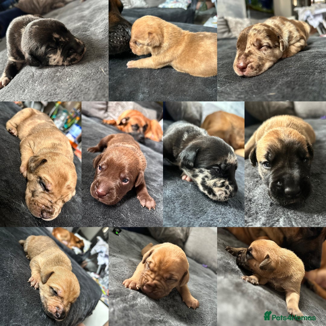Mixed Breed dogs for sale: Mix breed Staff  - Advert 1