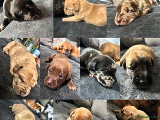 Mixed Breed dogs for sale: Mix breed Staff - Advert 1