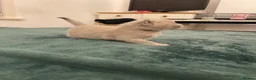 British Shorthair cats for sale: Beautiful British Shirt Hair Kittens - Advert 12