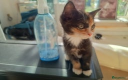 Mixed Breed cats for sale: Tortico female kitten for sale 3 months old - Image 3
