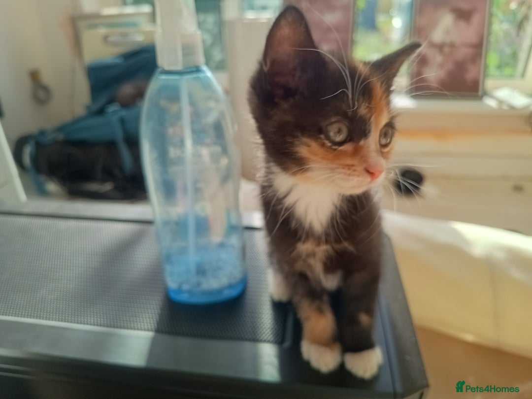 Mixed Breed cats for sale: Tortico female kitten for sale 3 months old - Image 3