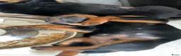 Rottweiler dogs for sale: Rottweiler Puppies - Advert 28