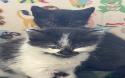 Mixed Breed cats for sale: Long haired girl fluffy Kittens  - Image 9