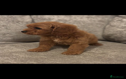 Cavapoo dogs for sale: F1 TOY CAVAPOO PUPPIES  - Image 6