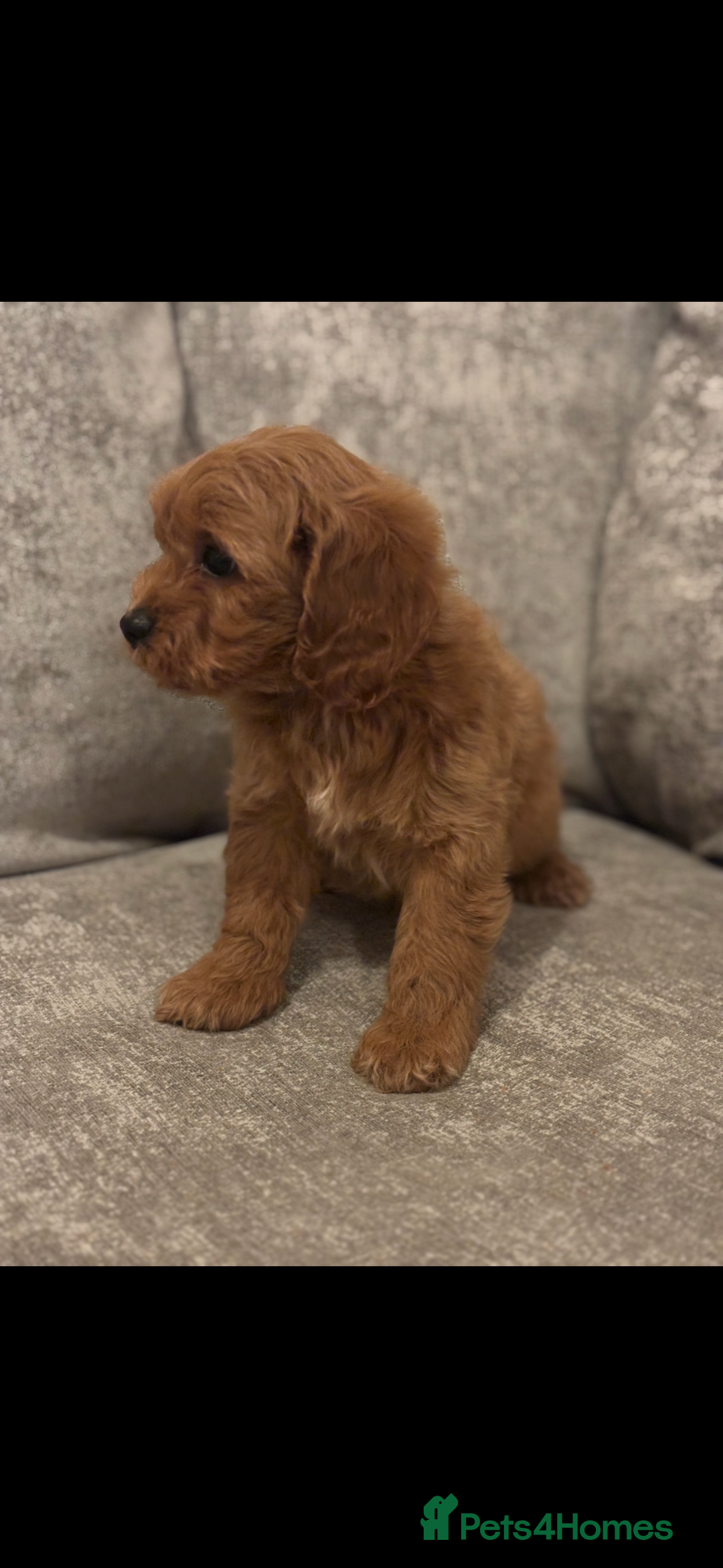 Cavapoo dogs for sale: F1 TOY CAVAPOO PUPPIES  - Image 6