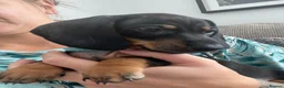 Dachshund dogs for sale: Dachshund  - Advert 7