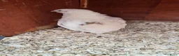 Quail poultry for sale: Pure white british quail in Nottingham - Advert 2