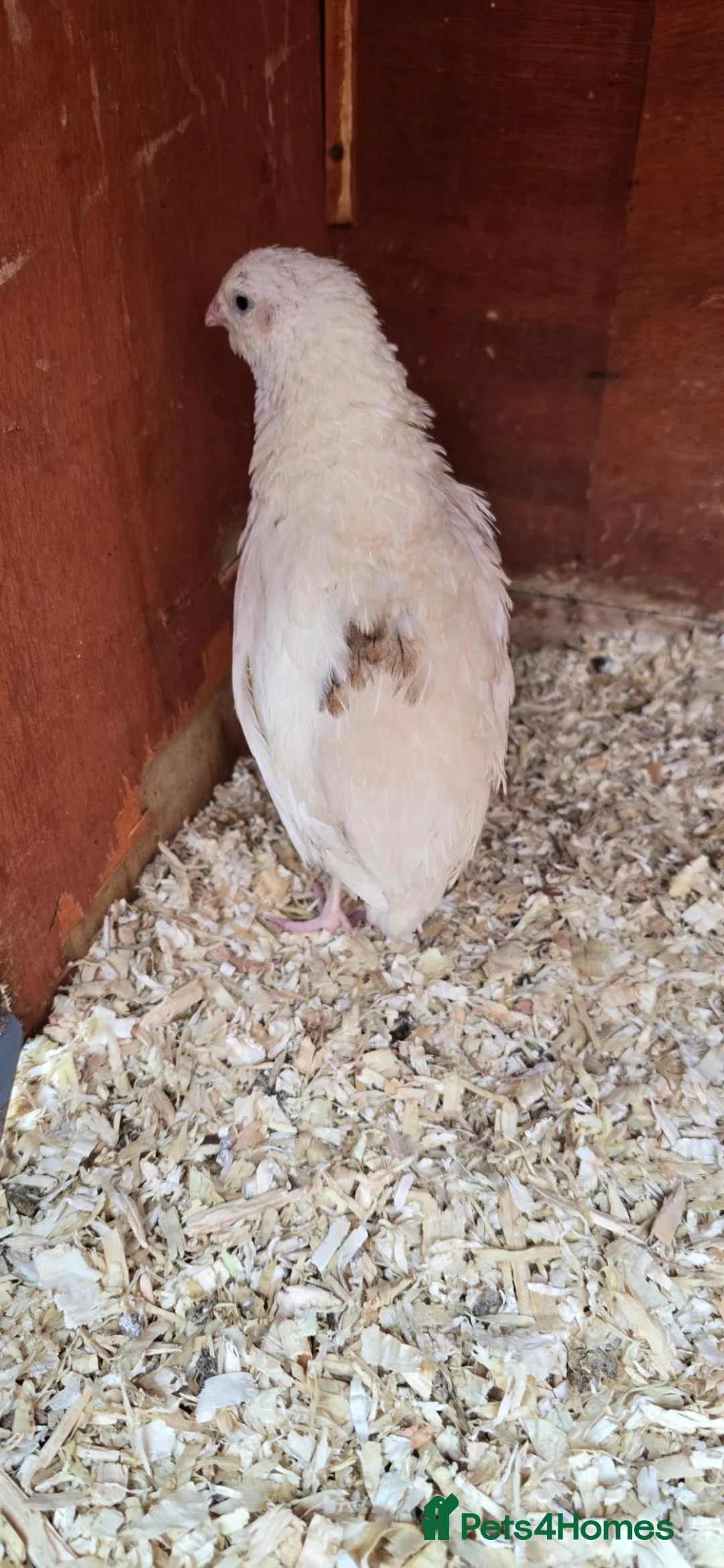 Quail poultry for sale: Pure white british quail in Nottingham - Advert 2